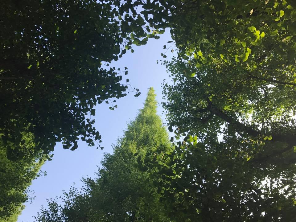 f:id:santambo:20170620070745j:plain