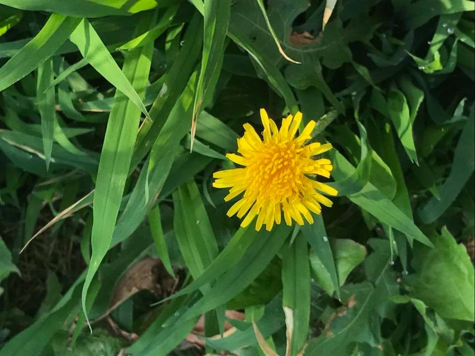 f:id:santambo:20170620070824j:plain