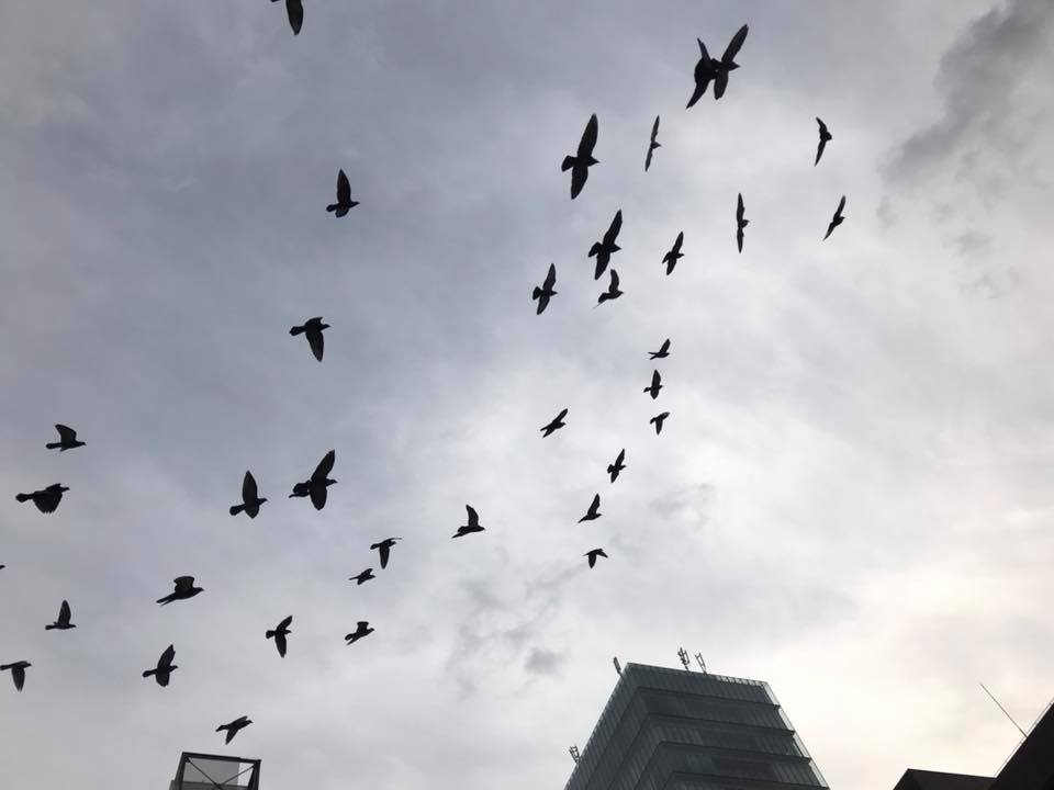 f:id:santambo:20171115075854j:plain