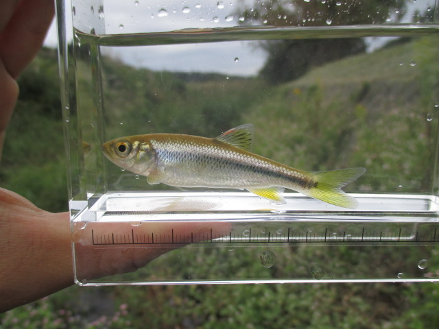 f:id:santekigon:20191009203130j:plain