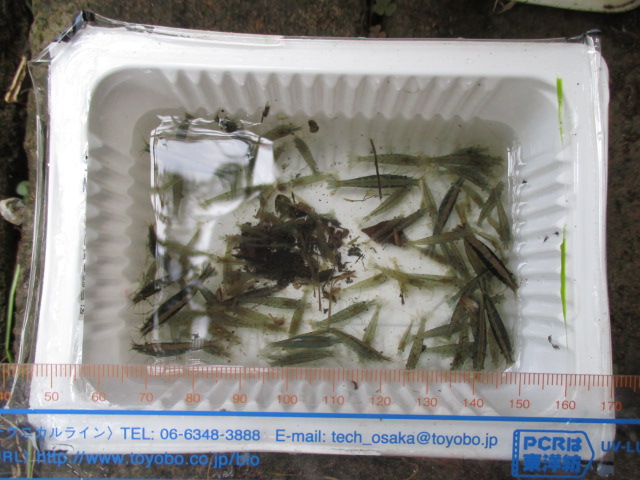 f:id:santekigon:20191009203228j:plain