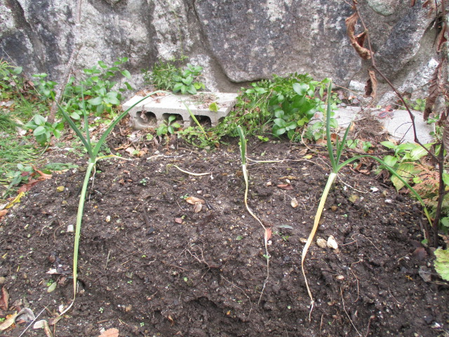 f:id:santekigon:20200117143127j:plain f:id:santekigon:20200117143127j:plain