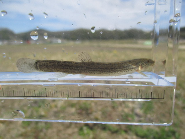 f:id:santekigon:20200410192738j:plain