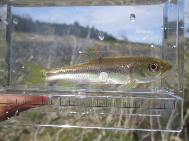 f:id:santekigon:20200410192919j:plain