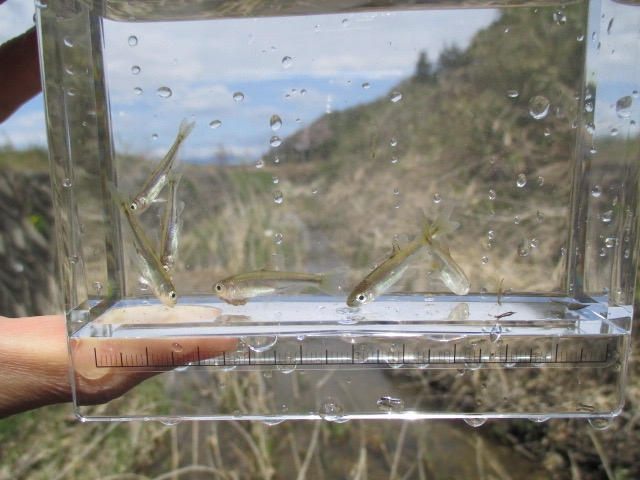 f:id:santekigon:20200410192932j:plain