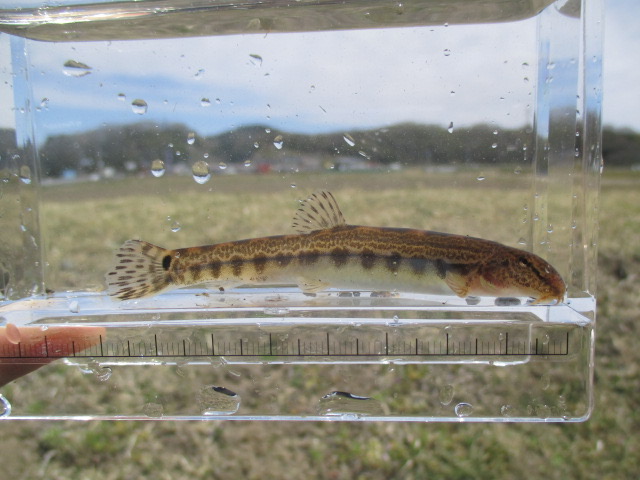 f:id:santekigon:20200410193051j:plain