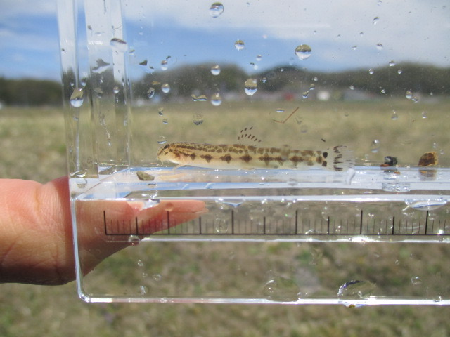 f:id:santekigon:20200410193107j:plain