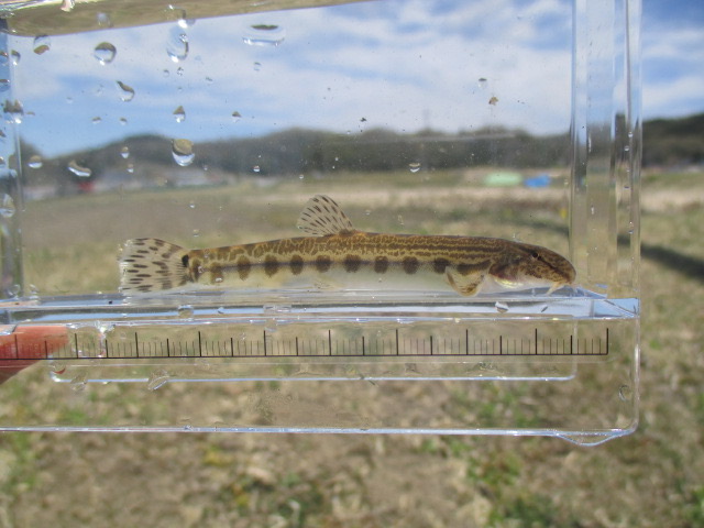 f:id:santekigon:20200410193143j:plain