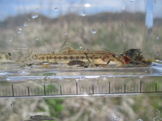 f:id:santekigon:20200410193206j:plain