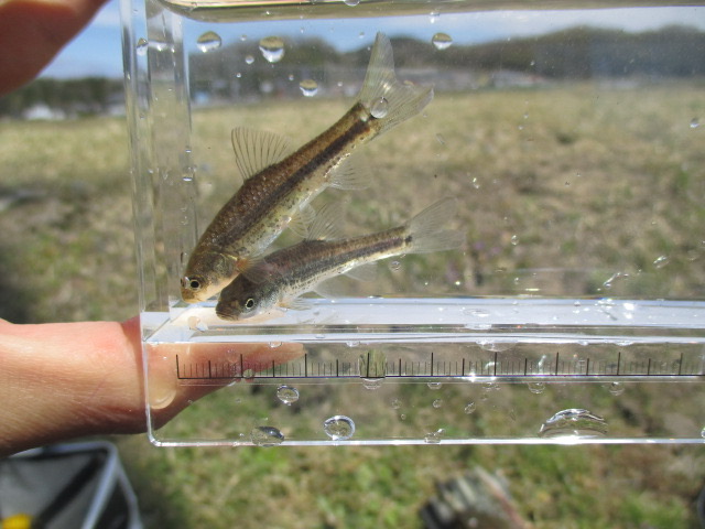 f:id:santekigon:20200410193309j:plain