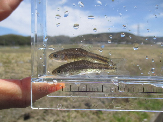 f:id:santekigon:20200410193323j:plain