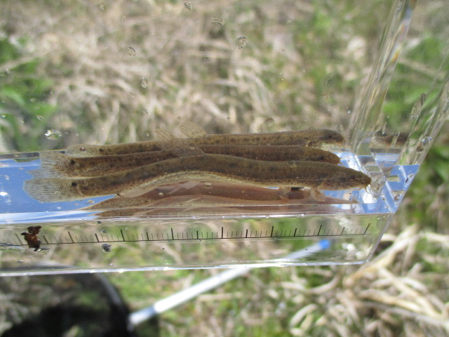 f:id:santekigon:20200410193509j:plain