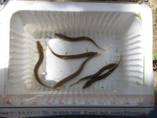 f:id:santekigon:20200410193527j:plain