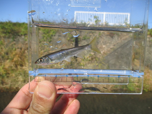 f:id:santekigon:20201201180846j:plain