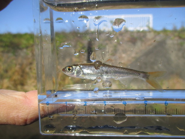 f:id:santekigon:20201201180900j:plain