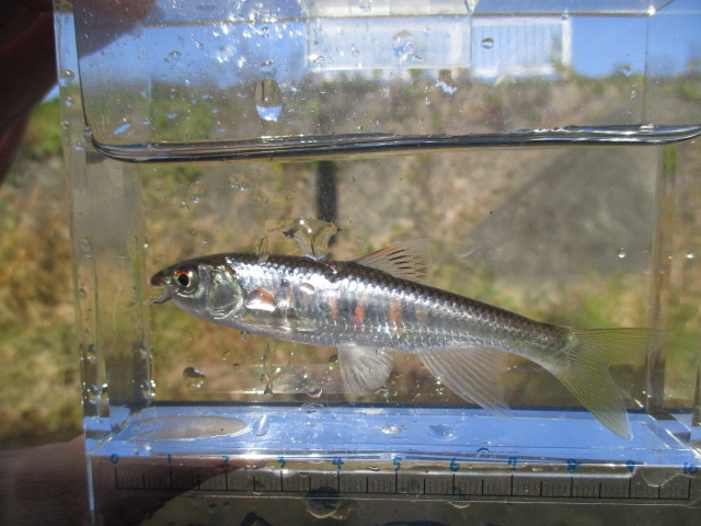 f:id:santekigon:20201201180936j:plain