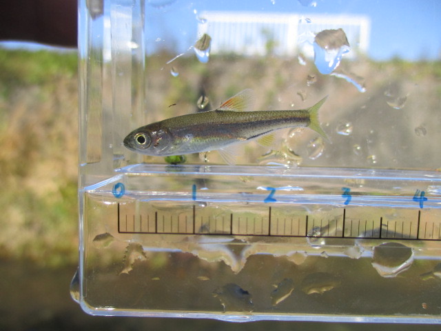 f:id:santekigon:20201201180957j:plain