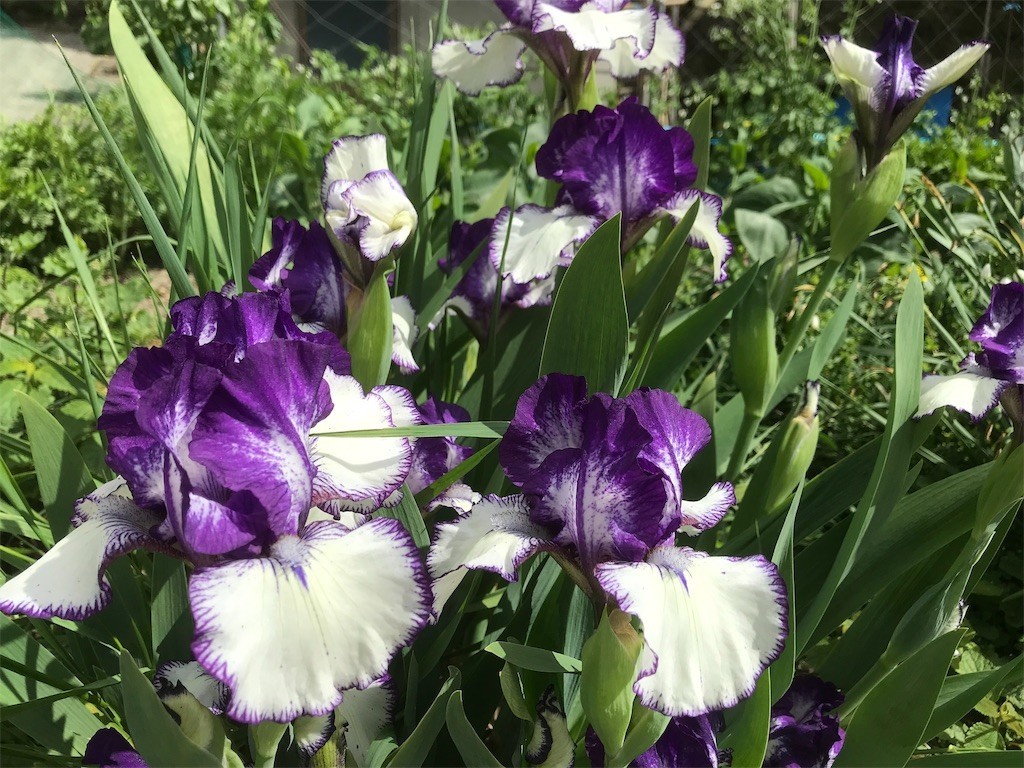 f:id:santoh1000nin:20190505234950j:image