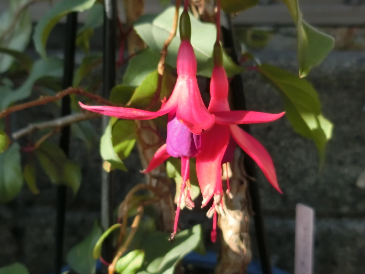 f:id:santotoro:20200113105646j:plain f:id:santotoro:20200113105646j:plain