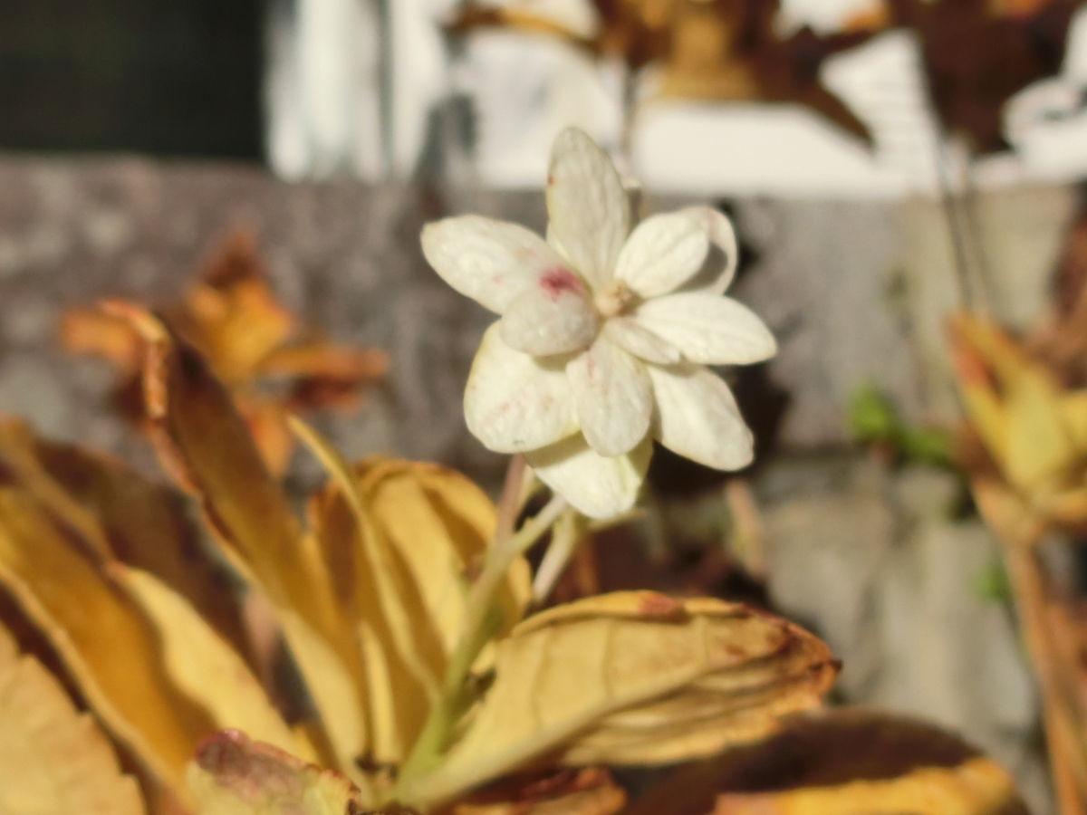 f:id:santotoro:20200113105754j:plain f:id:santotoro:20200113105754j:plain