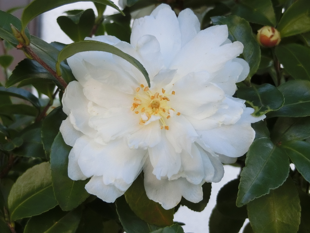 f:id:santotoro:20200113111748j:plain f:id:santotoro:20200113111748j:plain