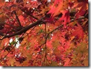 20201203sz (15)