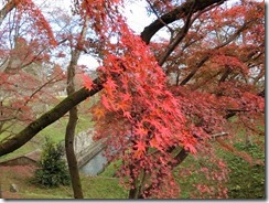 20201203sz (33)
