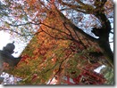 20201203sz (40)