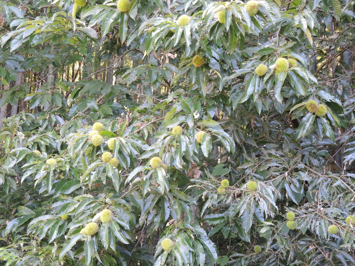 f:id:santoukan8:20190910224601j:plain