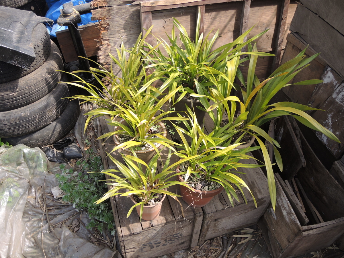 f:id:santoukan8:20200308123742j:plain f:id:santoukan8:20200308123742j:plain