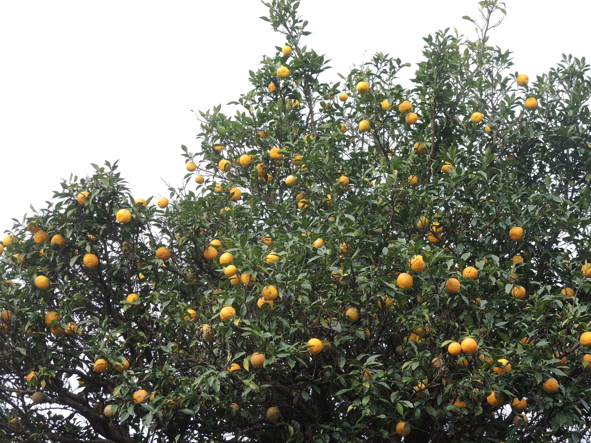 f:id:santoukan8:20201130213717j:plain