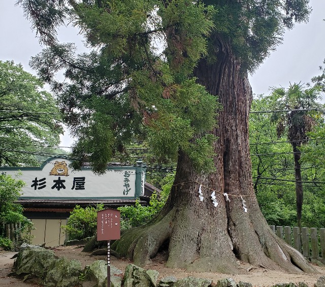 f:id:sanumafudou:20190608214334j:image f:id:sanumafudou:20190608214334j:image