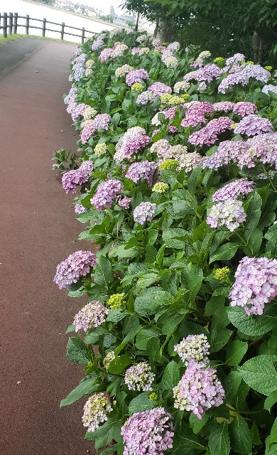 f:id:sanumafudou:20190618205124j:image f:id:sanumafudou:20190618205124j:image