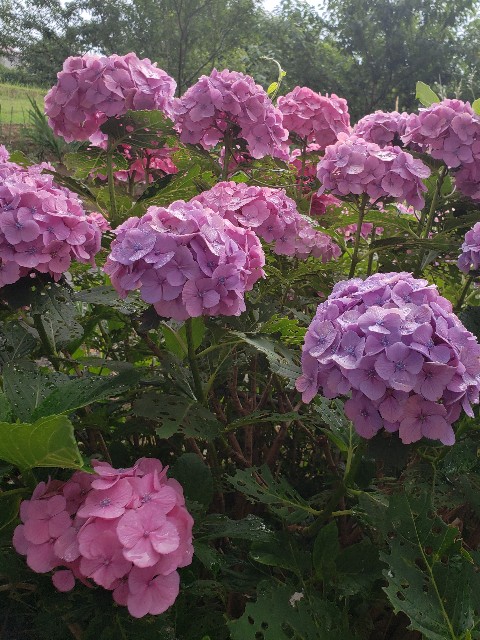 f:id:sanumafudou:20190628212308j:image f:id:sanumafudou:20190628212308j:image