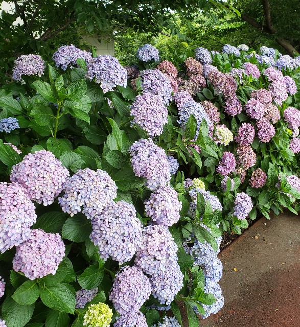f:id:sanumafudou:20190628212412j:image f:id:sanumafudou:20190628212412j:image
