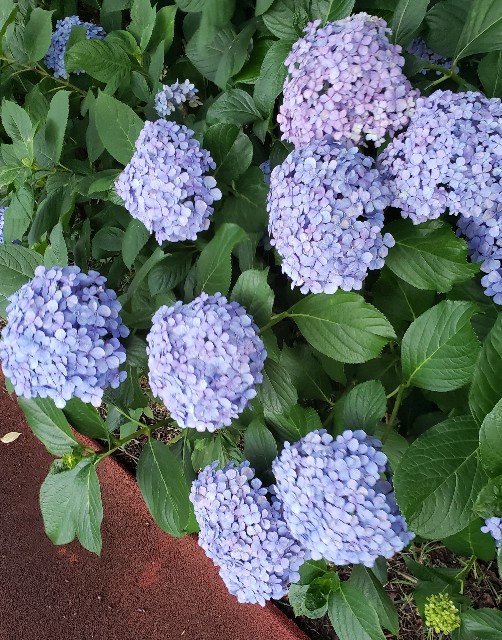 f:id:sanumafudou:20190628212425j:image f:id:sanumafudou:20190628212425j:image