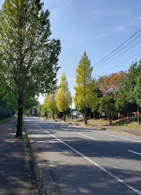 f:id:sanumafudou:20191102192019j:image f:id:sanumafudou:20191102192019j:image