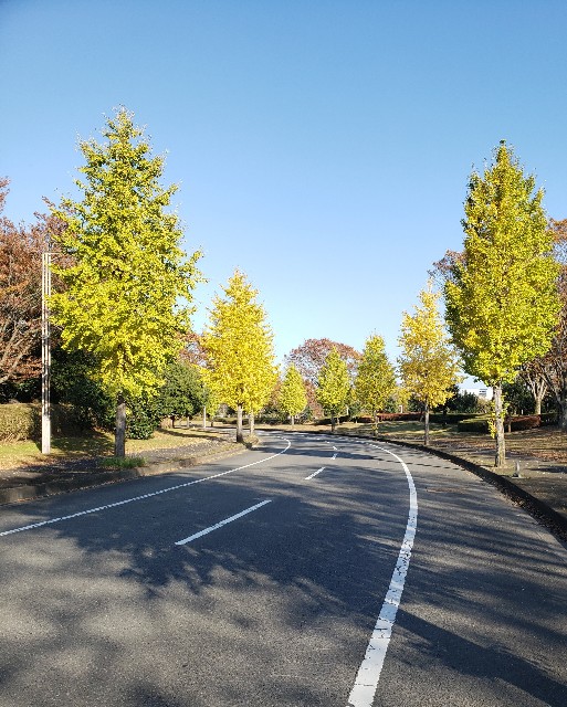f:id:sanumafudou:20191116193441j:image