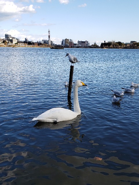 f:id:sanumafudou:20191228165212j:image f:id:sanumafudou:20191228165212j:image