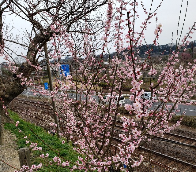 f:id:sanumafudou:20200215215806j:image f:id:sanumafudou:20200215215806j:image
