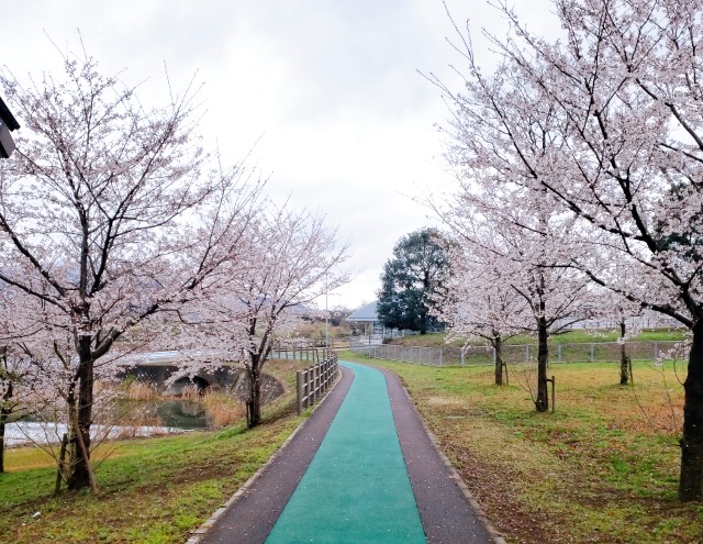 f:id:sanumafudou:20200329202013j:image f:id:sanumafudou:20200329202013j:image