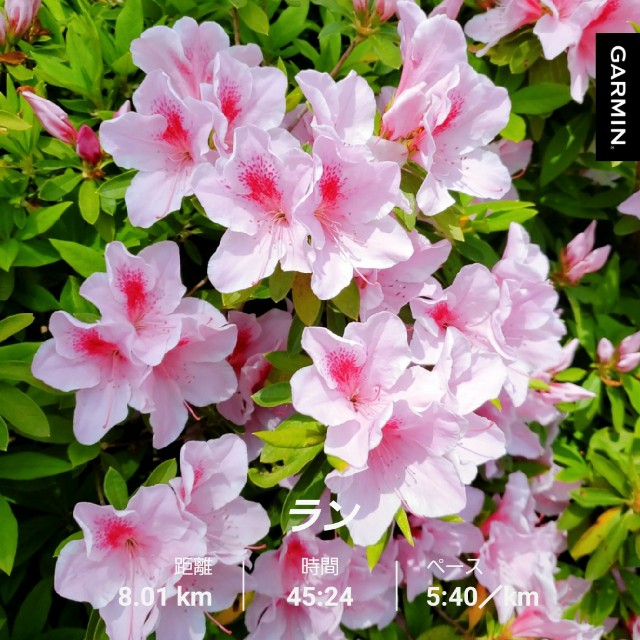 f:id:sanumafudou:20200501203531j:image