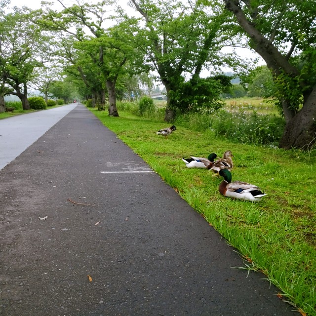 f:id:sanumafudou:20200614200004j:image f:id:sanumafudou:20200614200004j:image
