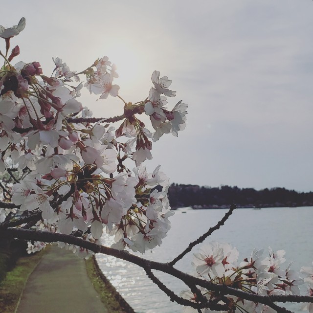 f:id:sanumafudou:20210328214920j:image f:id:sanumafudou:20210328214920j:image