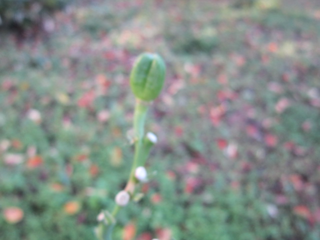 f:id:sanyaso-echange:20210910002228j:plain
