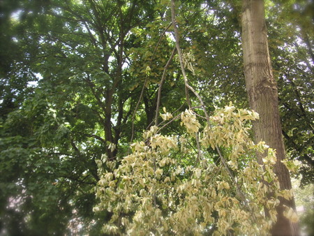 f:id:saori-berlin:20080707221505j:image