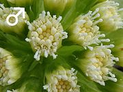 f:id:saoriktan:20191202162144j:plain