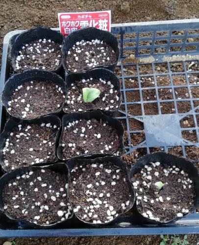 f:id:saoris_blog:20200319145535j:plain