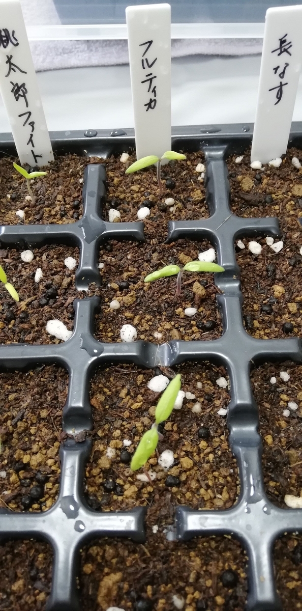 f:id:saoris_blog:20200614074018j:plain