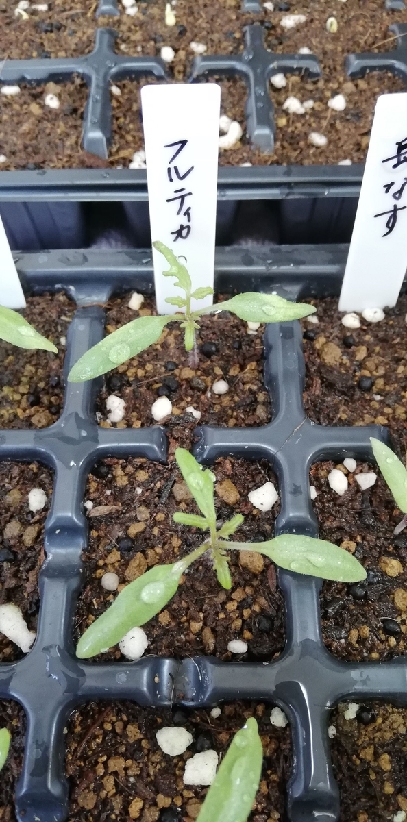 f:id:saoris_blog:20200614092058j:plain